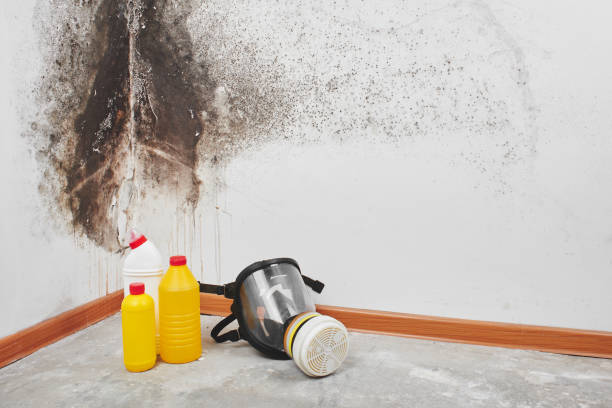 Best Black Mold Removal  in Mayodan, NC