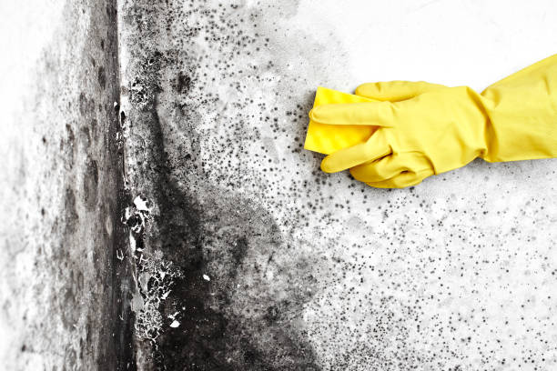 Best Commercial Mold Removal  in Mayodan, NC