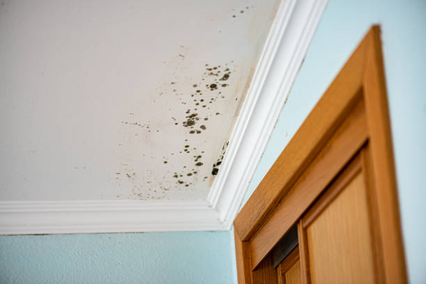 Attic Mold Removal in Mayodan, NC