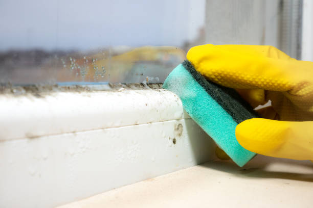 Best Office Mold Removal Services  in Mayodan, NC