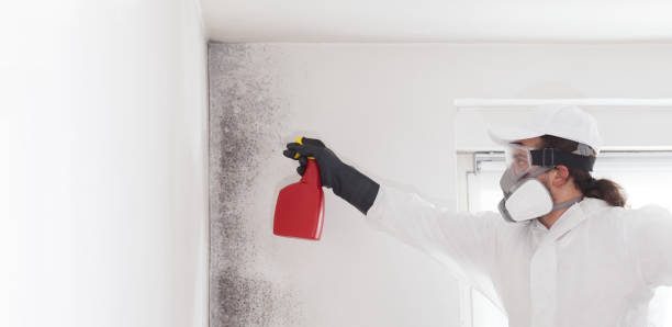 Best Mold Testing  in Mayodan, NC