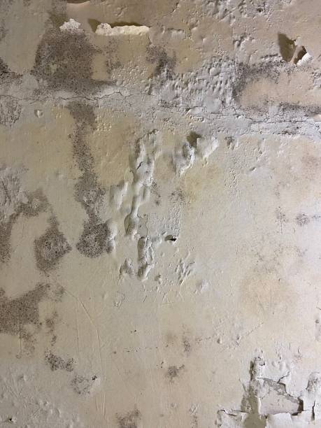 Best Mold Remediation  in Mayodan, NC
