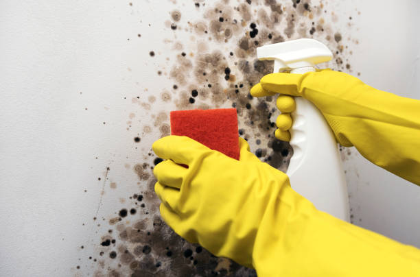 Best Black Mold Removal  in Mayodan, NC