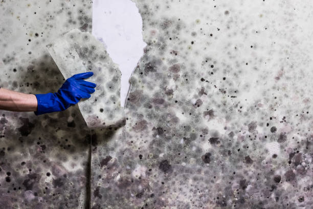 Best Mold Cleaning Services  in Mayodan, NC