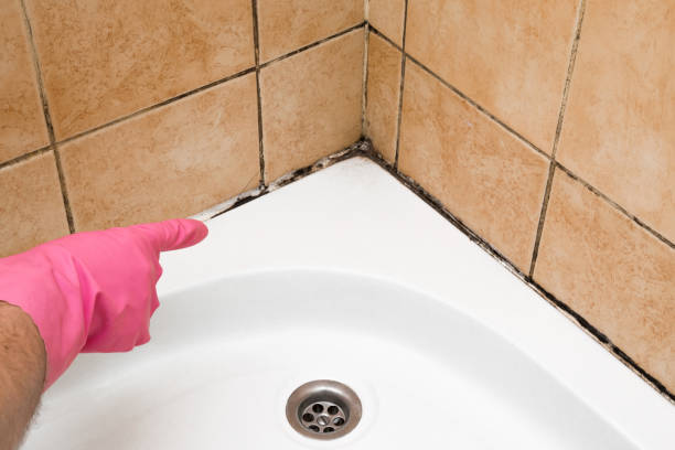 Certified Mold Removal in Mayodan, NC