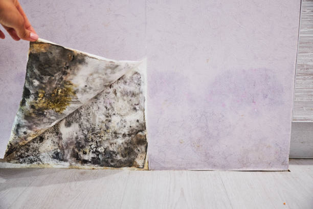 Reliable Mayodan, NC Mold Removal Solutions